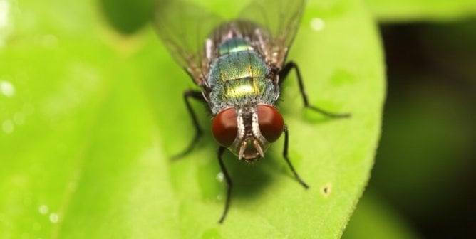 Drop the Flyswatter: Insects Are Conscious