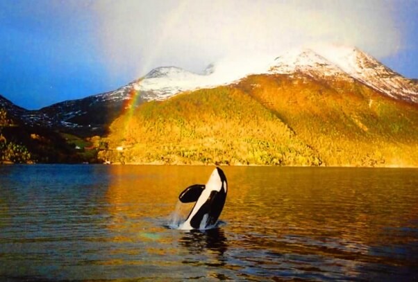 Mark's photo of Keiko in Norway.