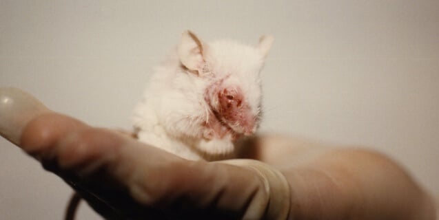 mouse_in_hand