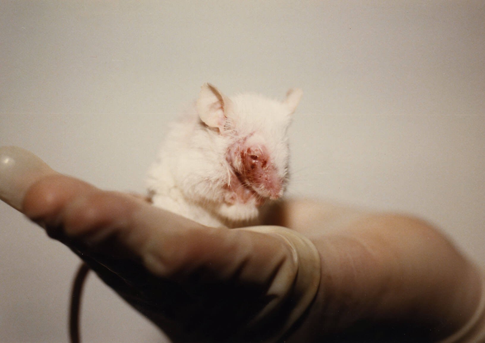 Alternatives to animal experiments for eye irritation