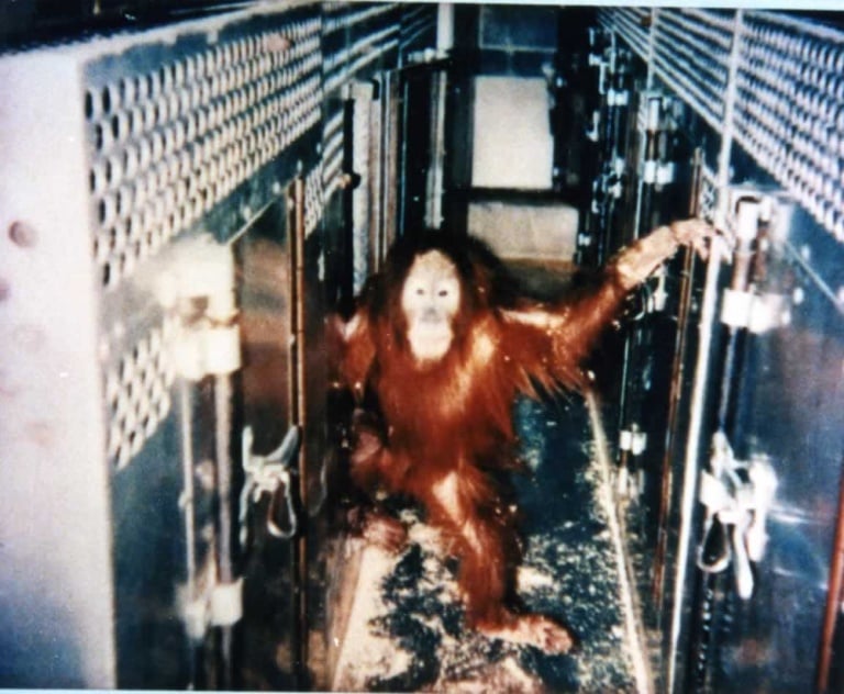 An orangutan inside Berosini’s trailer. This is where Popi and others lived when not being used on stage.