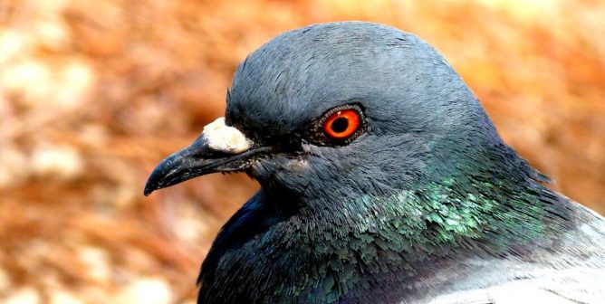 University of Minnesota Veterinarian Gives Thumbs Up to Drowning Birds—Act Now!