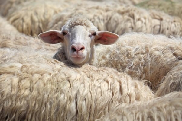 woolysheep