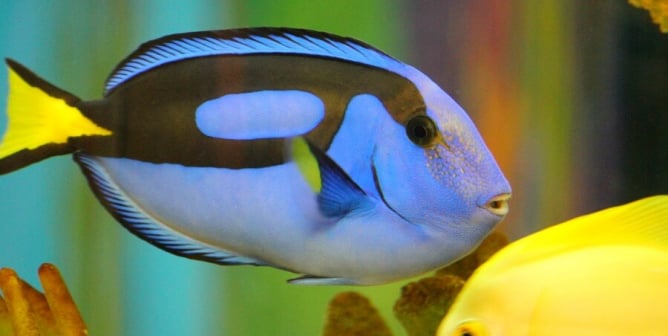 ‘Finding Dory’: Why Blue Tangs (and All Other Fish) Don’t Belong in Tanks