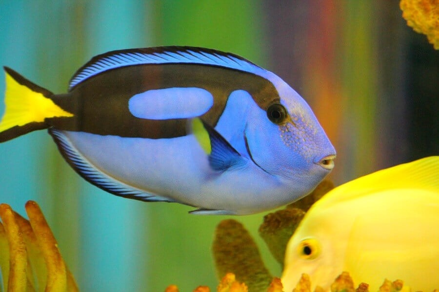'Finding Dory': Why Blue Tangs (and All Other Fish) Don't ...