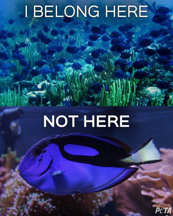 Dory Belong Here Not Here PETA