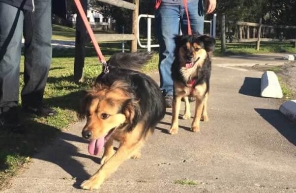 Rescued dogs Shelby and Buddy reunited after a year