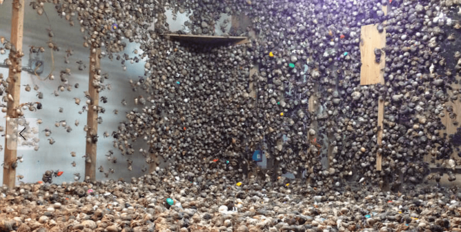 Live Hermit Crabs’ Shells Crushed, Hundreds Dead at Pet Trade Supplier