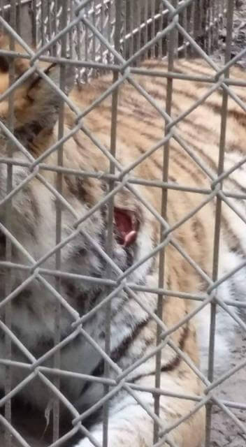 Tiger-wound-Waccatee-Zoo