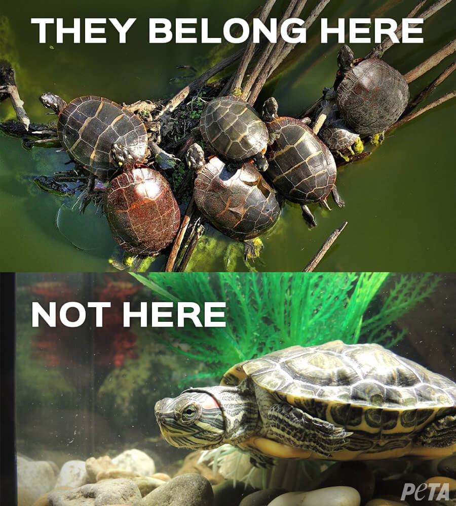 Never Buy a Turtle: Things You Must Know About Turtles as 'Pets' | PETA