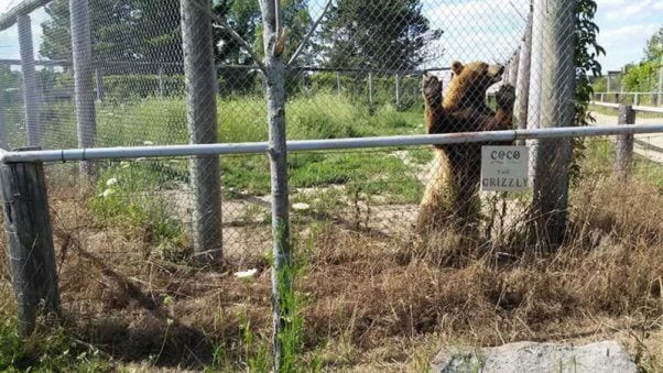 bear-summer-wind-farms