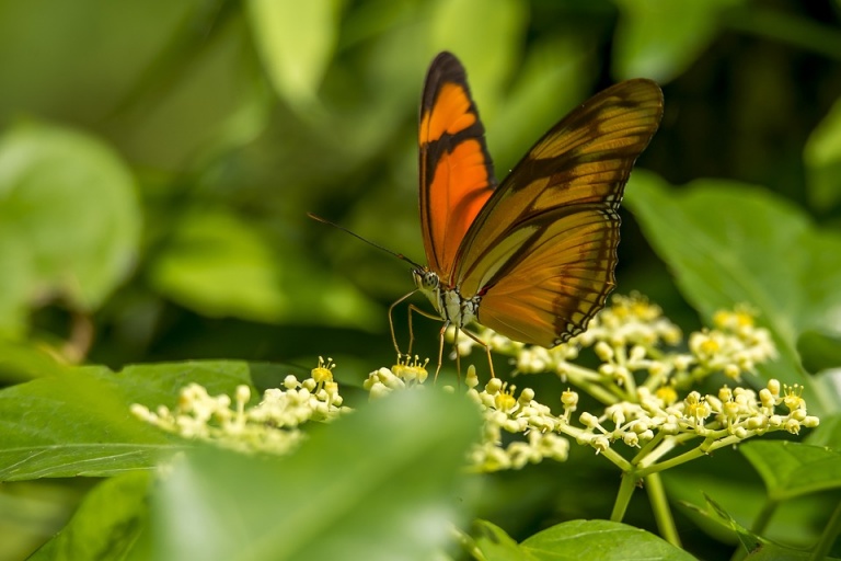 Ditch Butterfly Kits and Upgrade Your LifeCycle Lessons With Humane