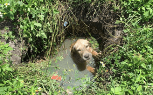 dog trapped in septic tank