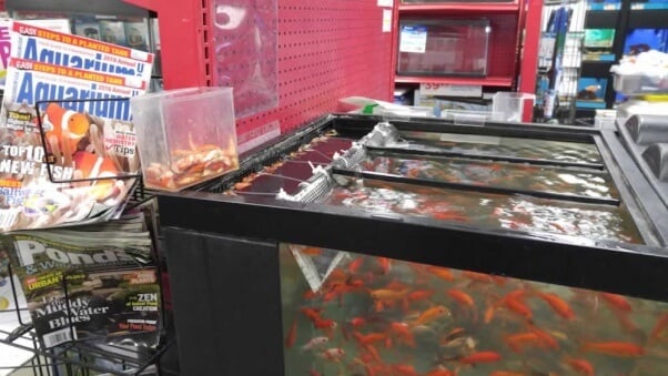 Petco top goldfish tank