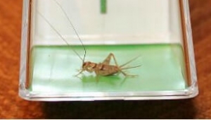 The Humane Bug Catcher Is a Must-Have for the Compassionate Person