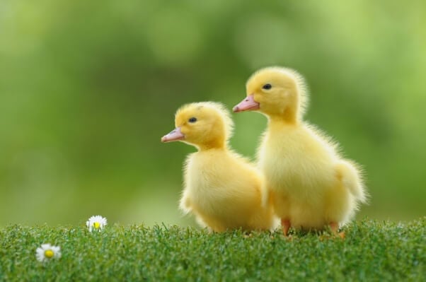 Buying a Duck or Duckling Could Mean a Lifetime of Misery | PETA