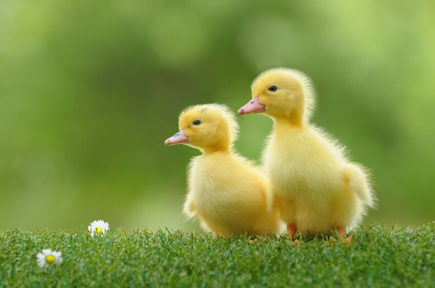 The Duck Lives To Smash!(Duck Life)