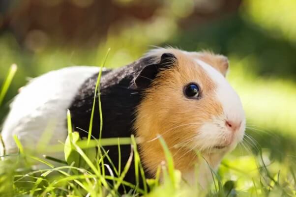 Guinea pig