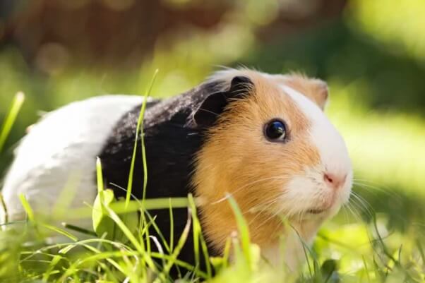 Guinea pig