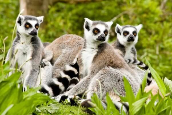 Lemurs like those shown in the witcher