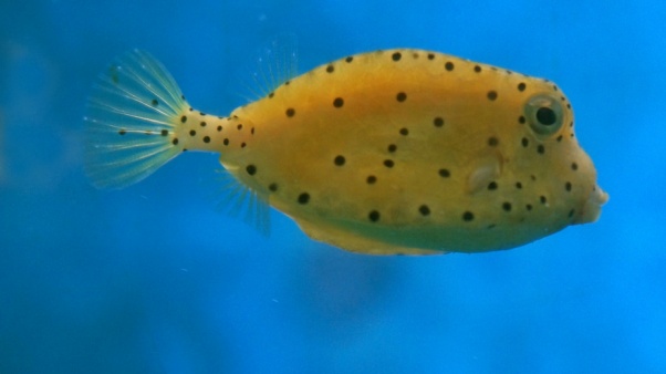 Freshwater sunfish