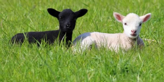 Wool Is So Yesterday: Why Natural Vegan Fabrics Are Taking Over