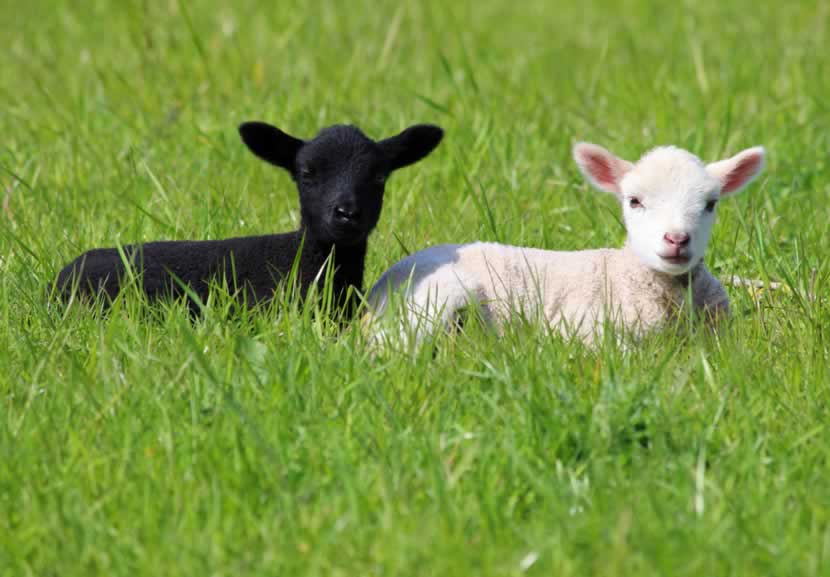 Vegan Fabrics Are Way Better Than Wool—Here's Why Vegan Fabrics Are Way Better Than Wool—Here's Why