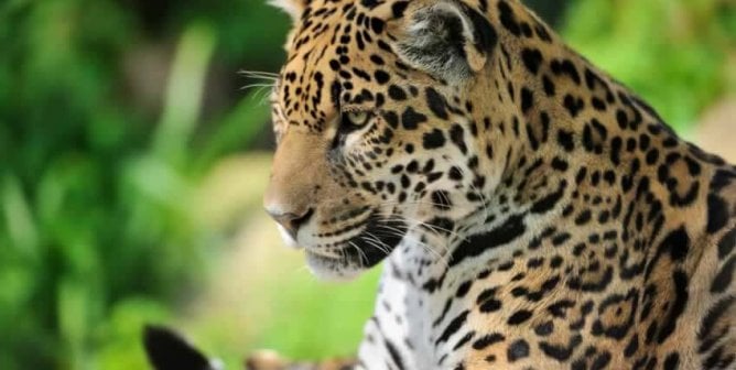 Olympic Torch Ceremony Ends With Fatal Shooting of Captive Jaguar