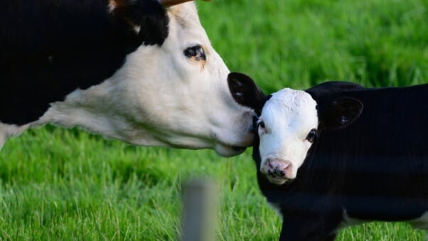 Cow with calf