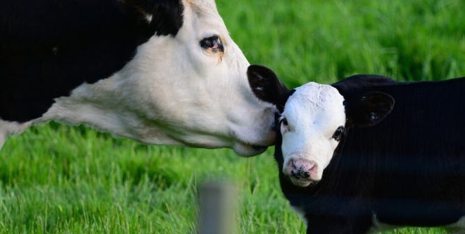 This Bloody Milk Video Has People Ditching Dairy | PETA