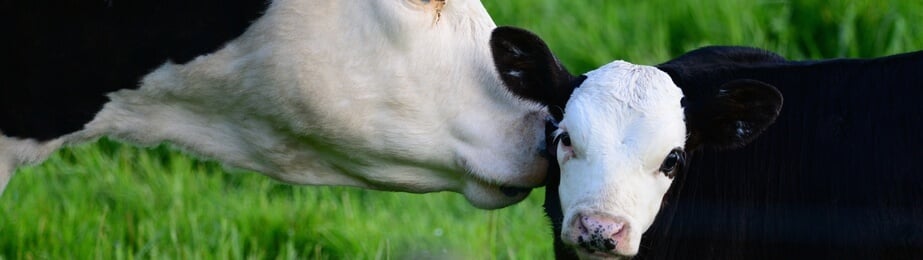 Cow with calf