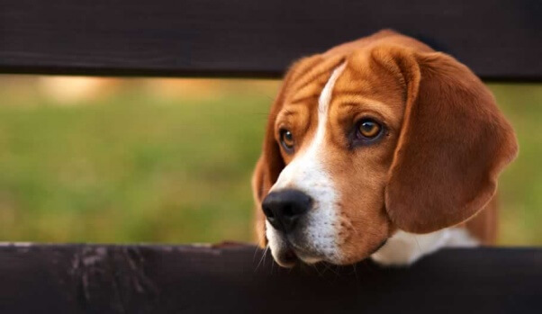 Beagle