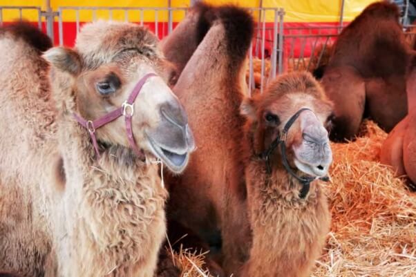 Camels in circus