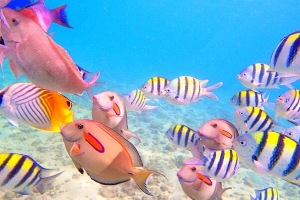 Variety of Reef Fishes in Beaches of Kauai Hawaii