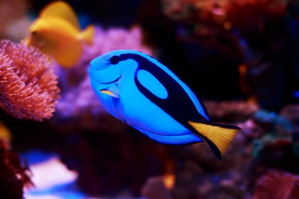 Blue Tang Fish Tropical Fish