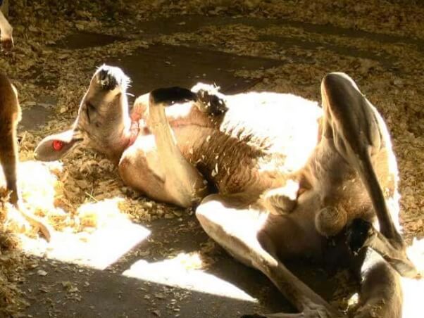 kangaroo-petting-zoo