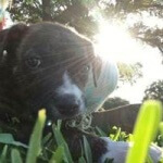lakeland police puppy rescue 2