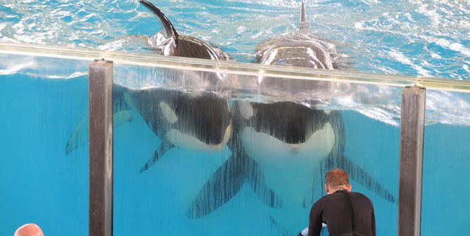 Urge Build-A-Bear Workshop to End SeaWorld Partnership