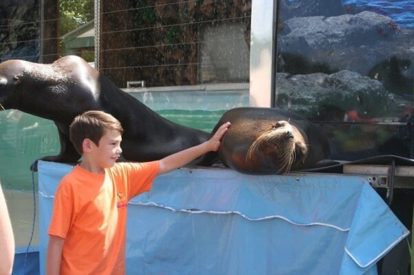 Boy with sea lion