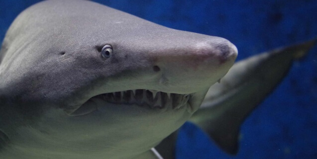 shark-selfie-hard-rock