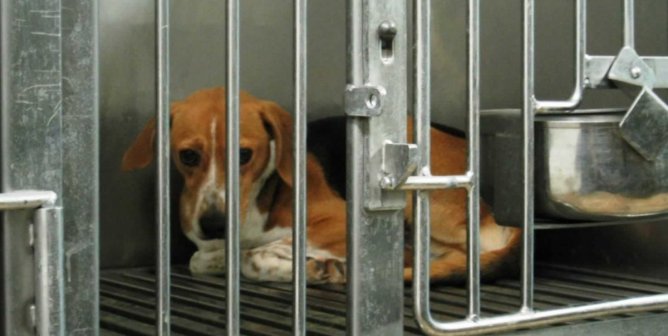 Beagle cowering in cage @ Iams
