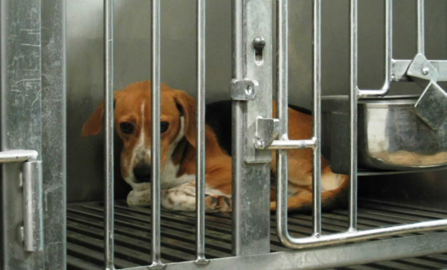 Is Your Charitable Donation Hurting Animals? | PETA Is Your Charitable Donation Hurting Animals? | PETA