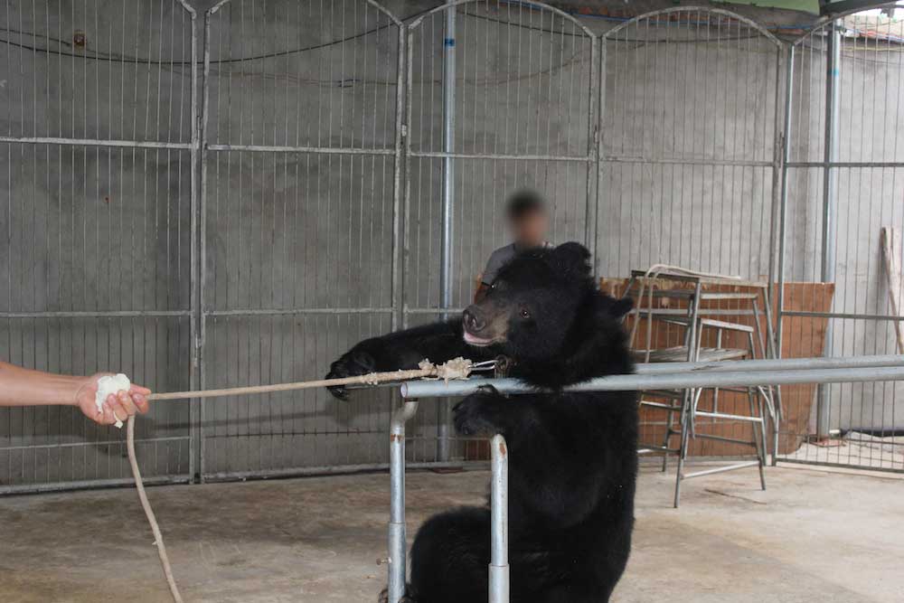 bear forced to do a trick for a Chinese circus