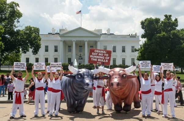 Bull demo white house