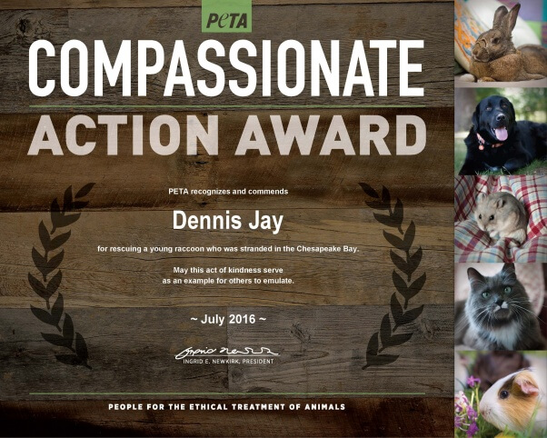 Compassionate Action_DennisJay_Raccoon