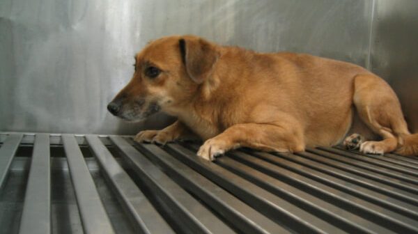 Dog cowering in cage in lab