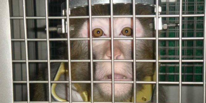 Primate laboratories