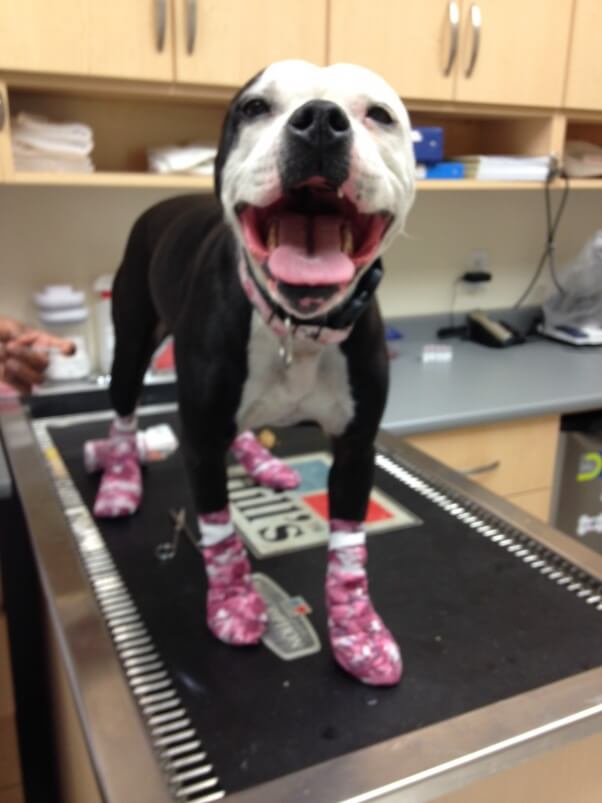 Bella with her feet bandaged