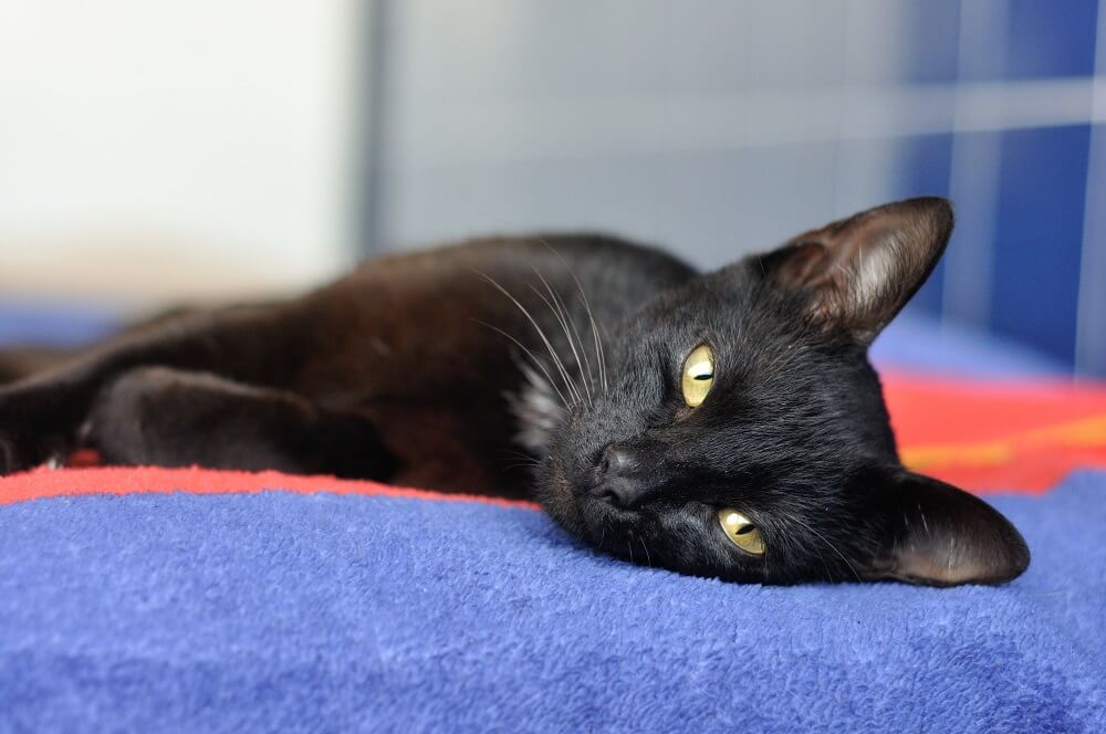 Luck Was on This Black Cat's Side | PETA