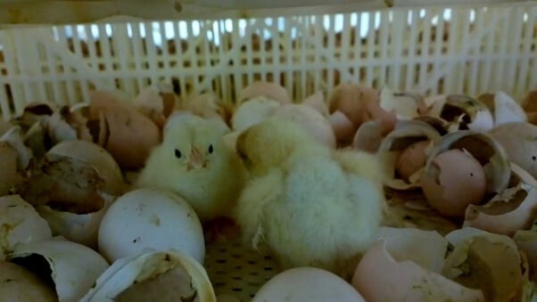 Late Hatcher Chicks at Sanderson Hatchery